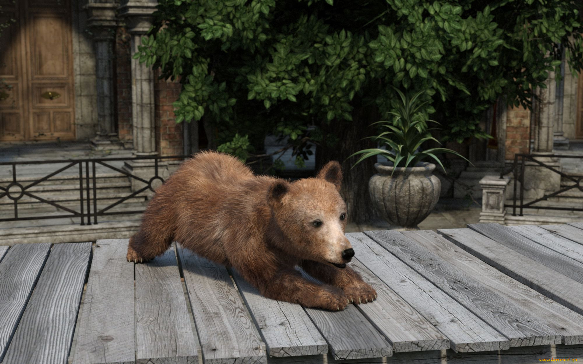 3 ,  , animals, , 